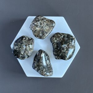 Agate Fossile naturelle – pierre roulée de stabilité et d’ancrage
