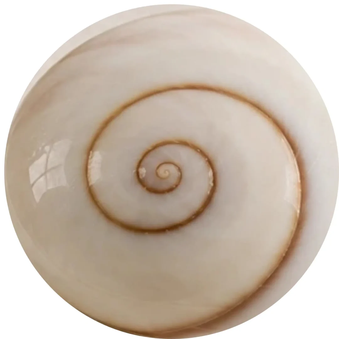 Œil de Sainte-Lucie naturel – opercule de coquillage du Guide des pierres
